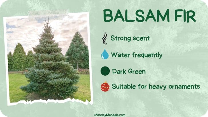 types of christmas trees