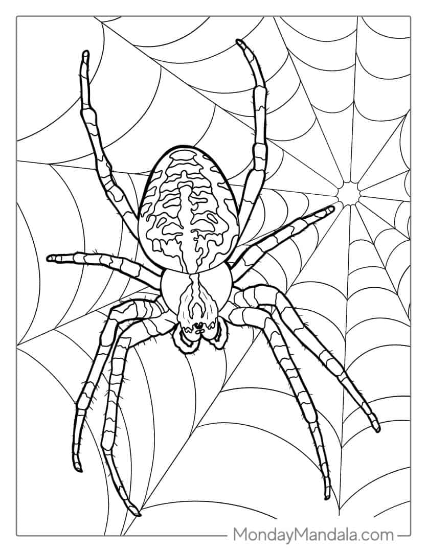 28 Spider Coloring Pages (Free PDF Printables)
