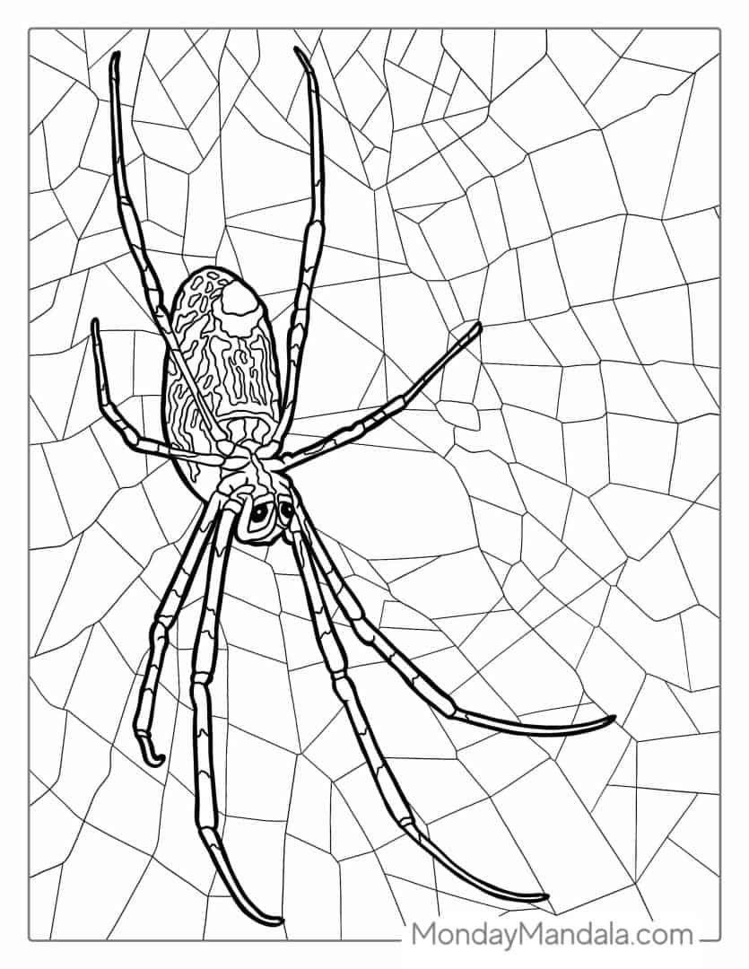 28 Spider Coloring Pages (Free PDF Printables)