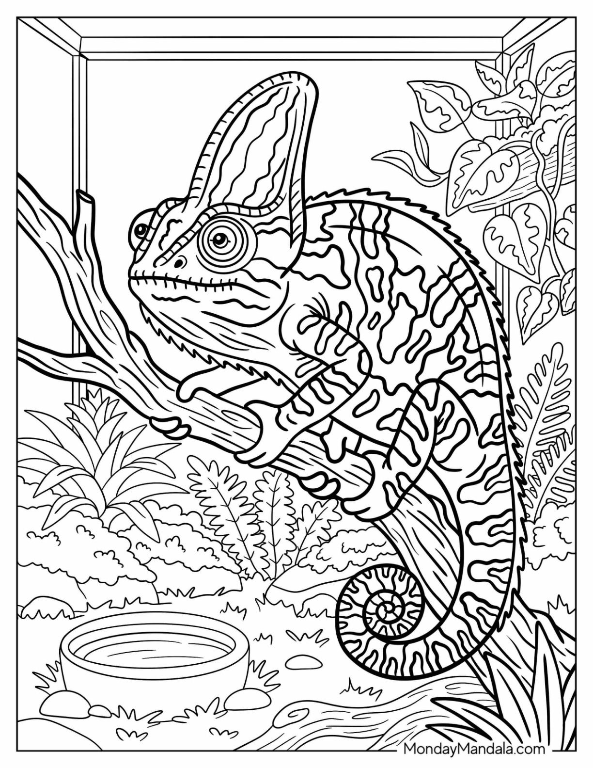Chameleon Standing Beside a Small Water Dish in a Tropical Garden