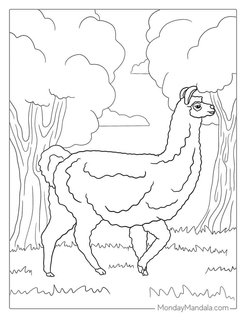 34 Llama Coloring Pages (Free PDF Printables)