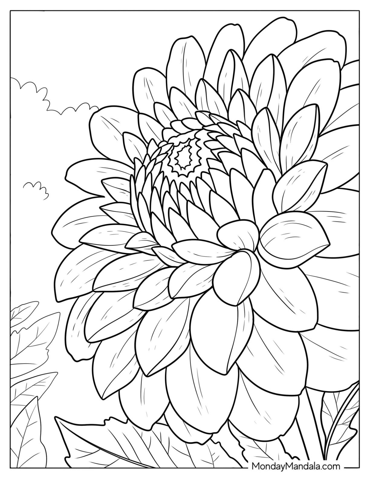 Dahlia Flower Close Up Coloring Sheet