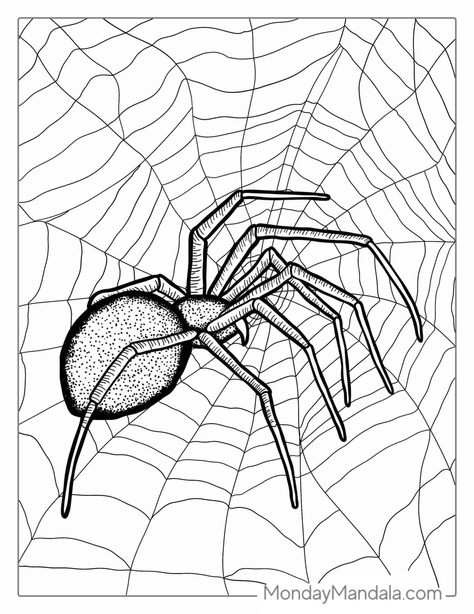 28 Spider Coloring Pages (Free PDF Printables)
