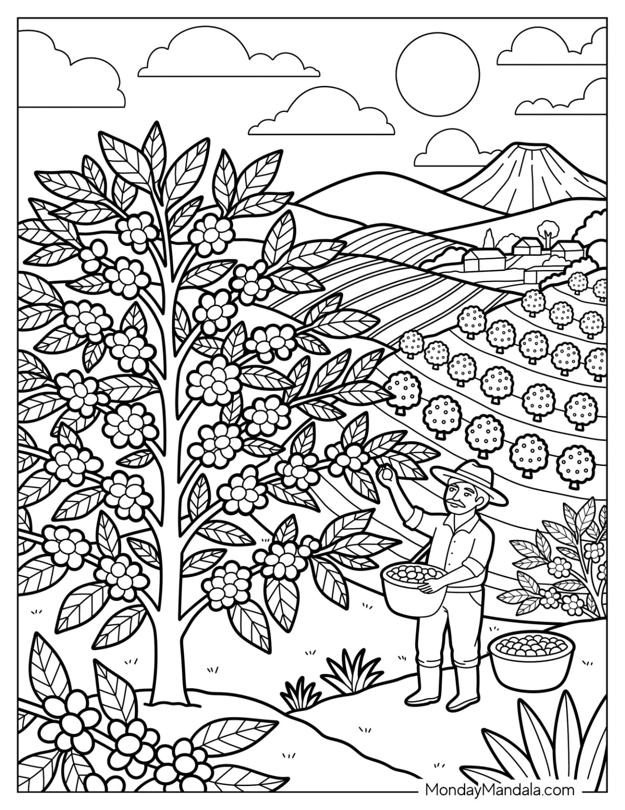 Farmer Harvesting Coffee Cherries on a Mountain Plantation