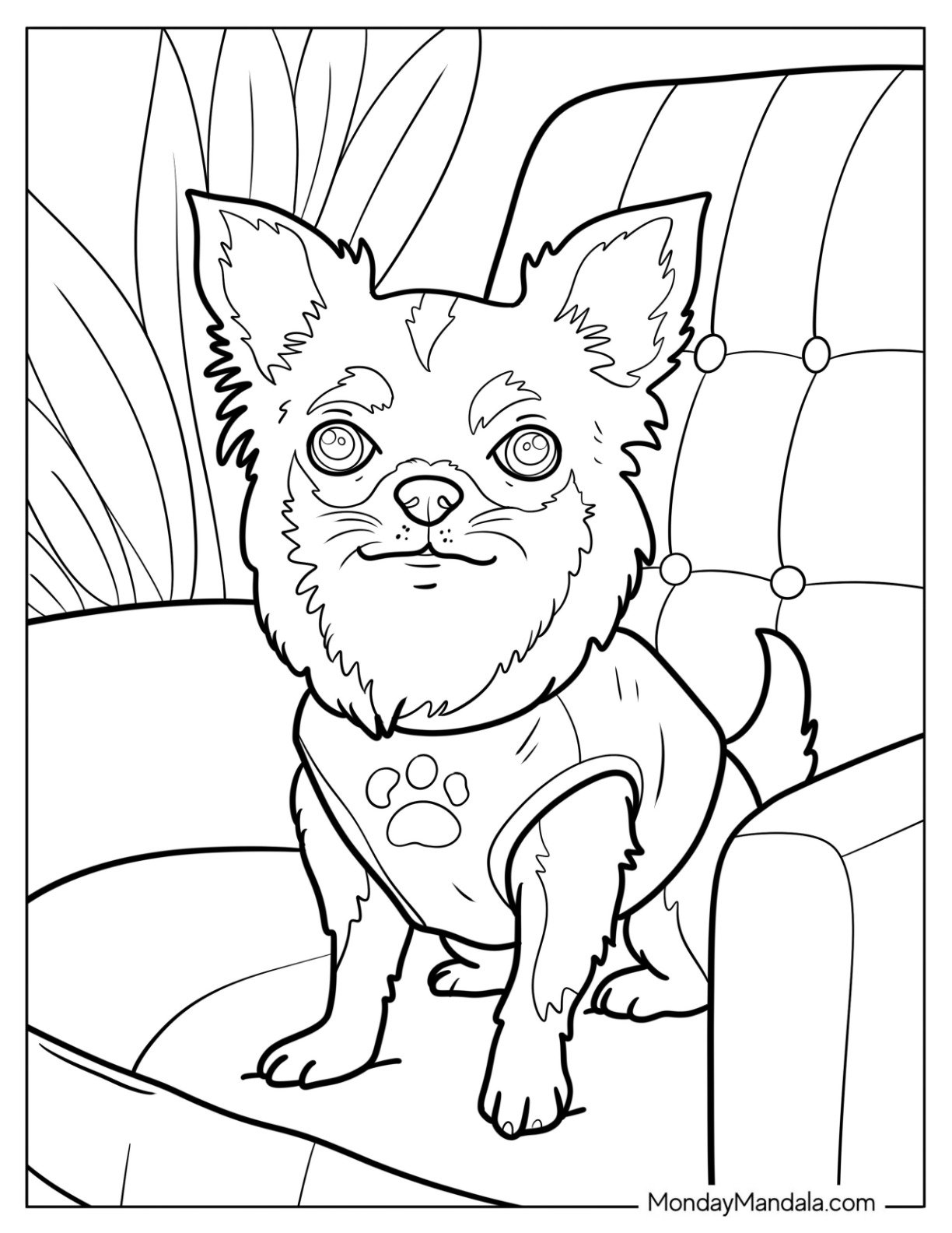 Fluffy Chihuahua Coloring Page Wearing a Shirt While Sitting on the Couch