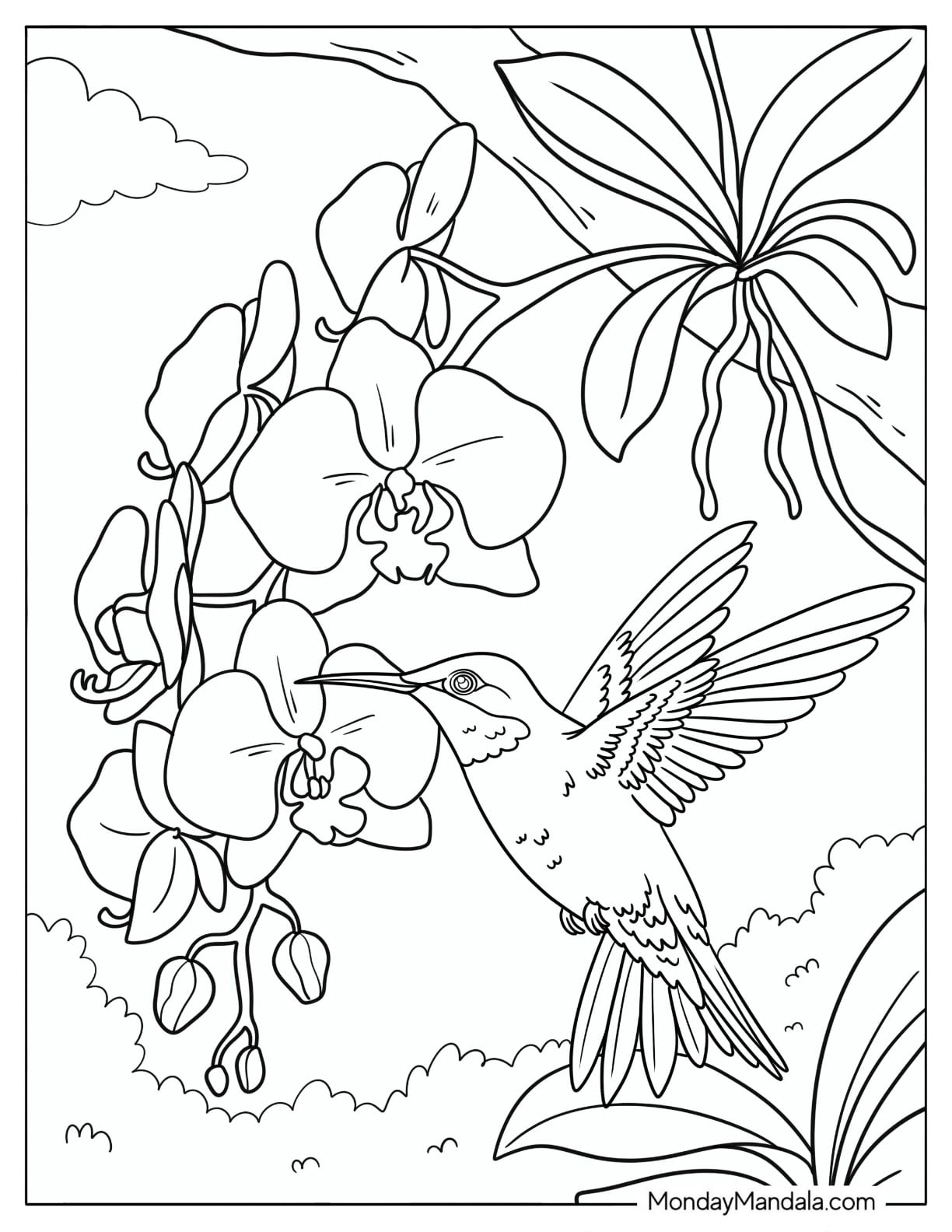 Hummingbird Feeding on Orchid Flowers Coloring Sheet