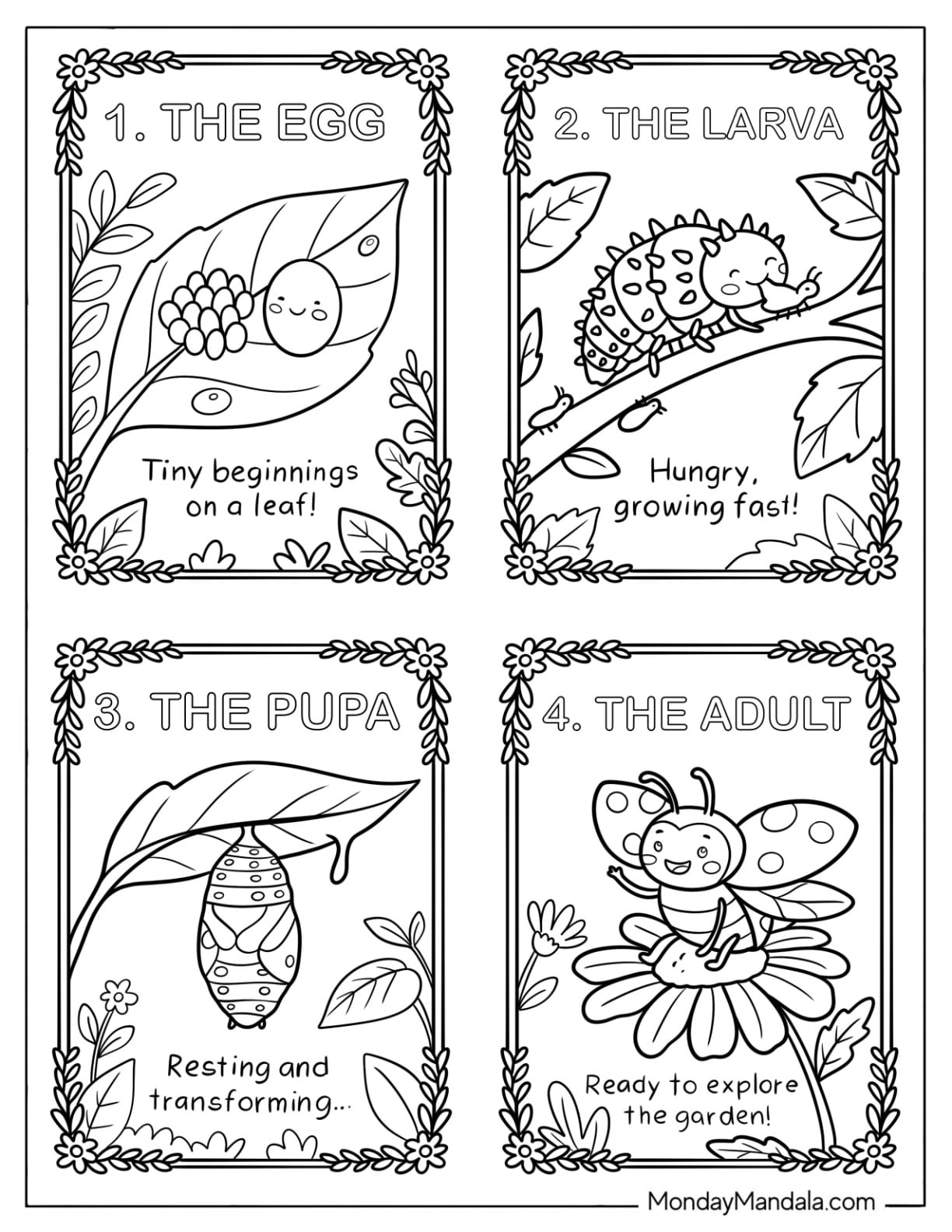 Ladybug Life Cycle Stages Coloring Sheet