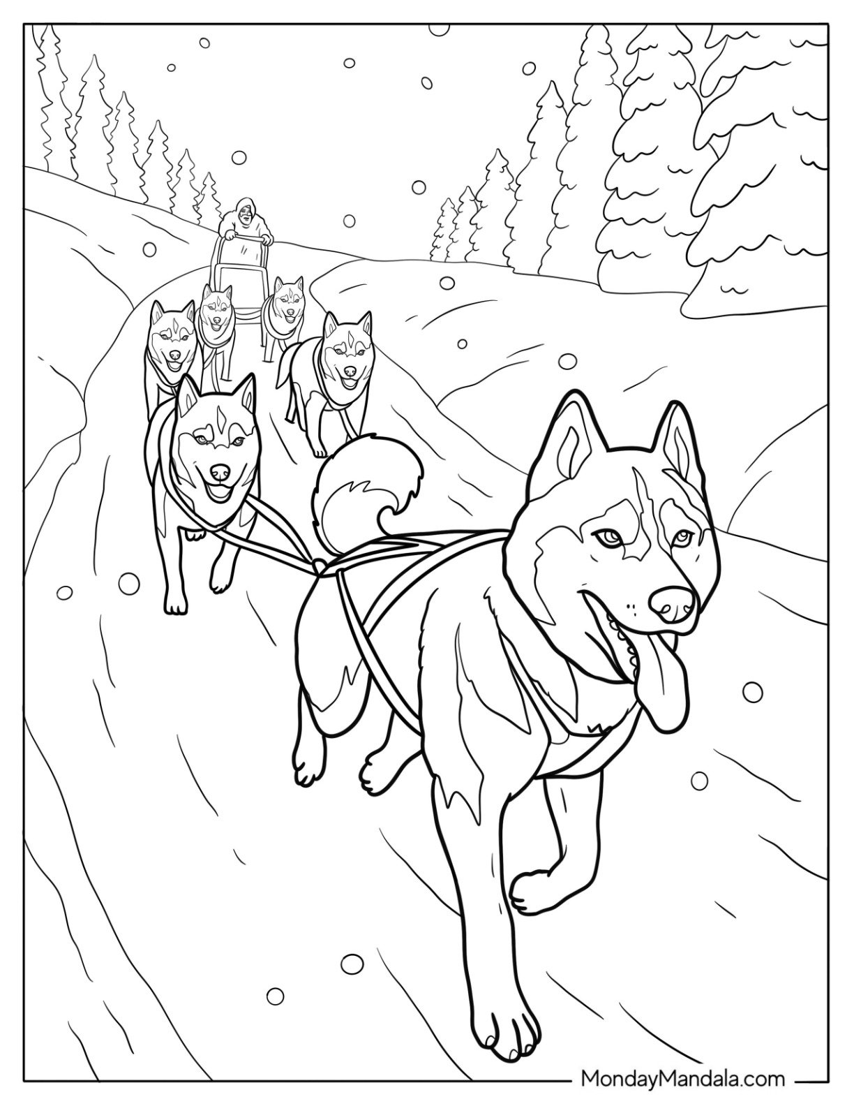 Musher Driving Husky Coloring Pages Sled Team In Race