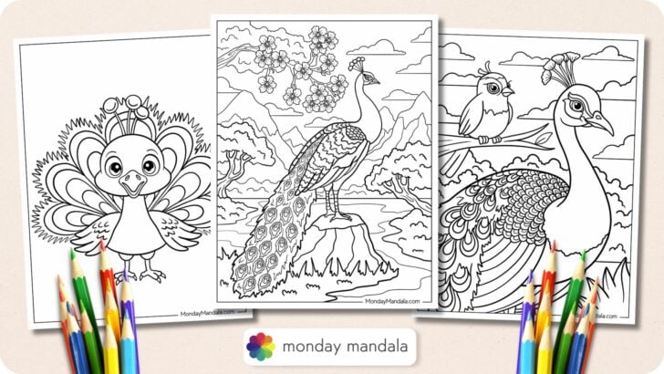 Peacock Coloring Pages Featured Image v1
