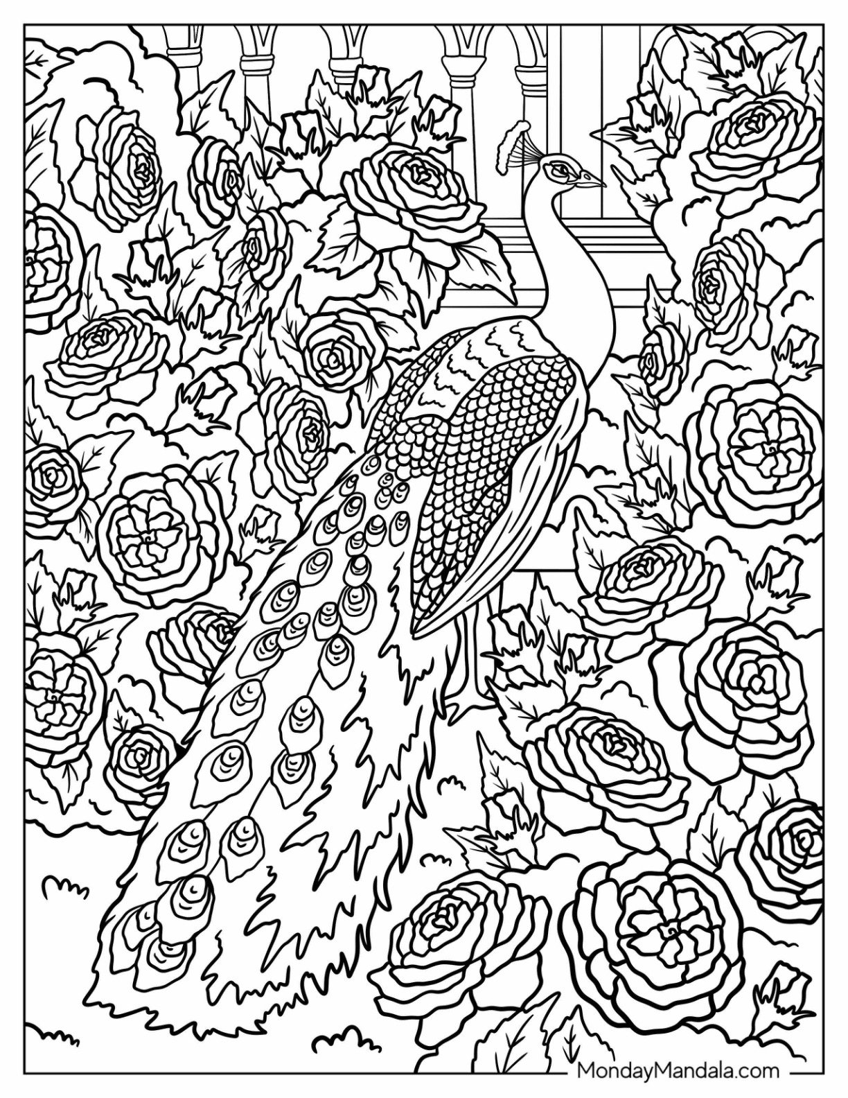 Peacock Coloring Page in Blooming Rose Garden with Architectural Details