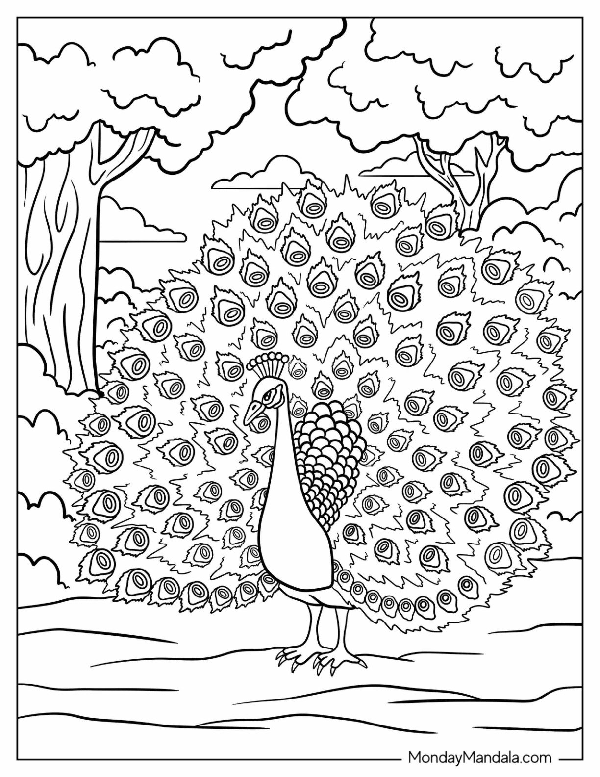 Peacock Coloring Page with Fully Fanned Tail in Forest Clearing For Adults