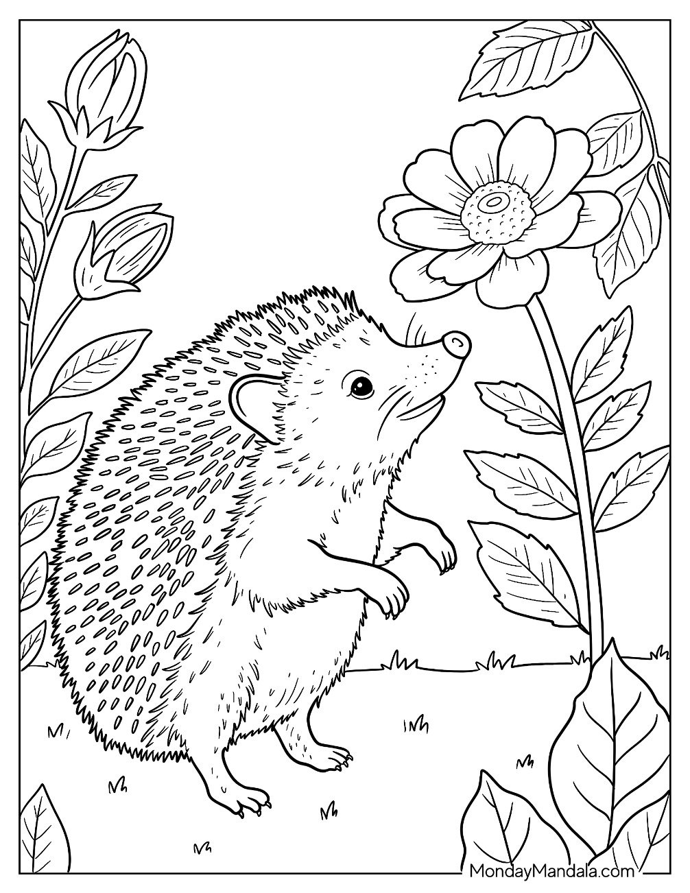 Realistic Hedgehog Coloring Page Sniffing Flowers
