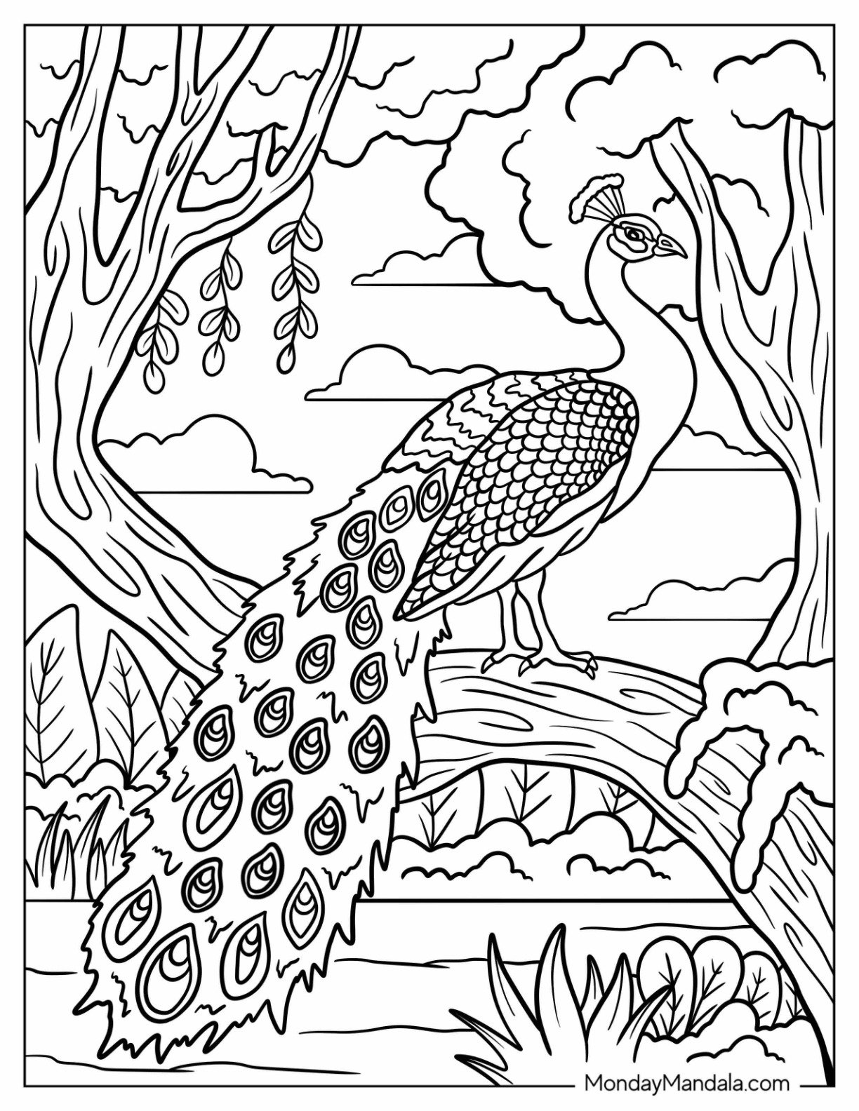 Realistic Peacock Coloring Page on Tree Branch in Forest For Adults