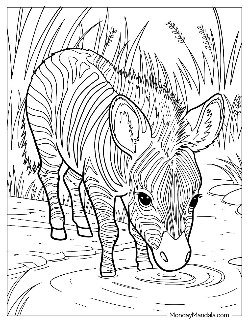 Realistic Young Zebra Coloring Page Drinking from a River