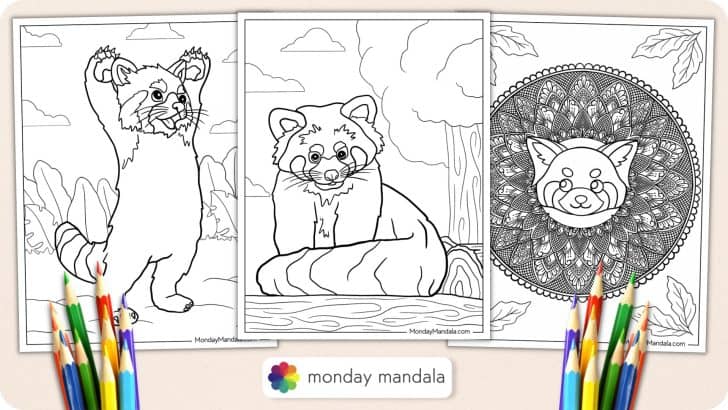 Red Panda Coloring Page Featured Image