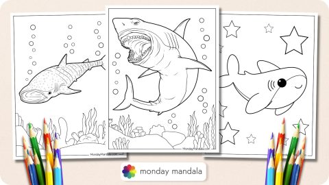 34 Shark Coloring Pages (Free PDF Printables)