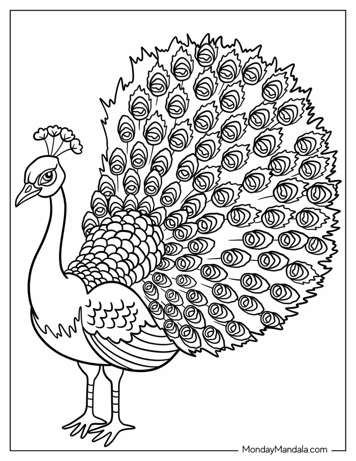 Side Profile Of Peacock Coloring Page With Fanned Feathers