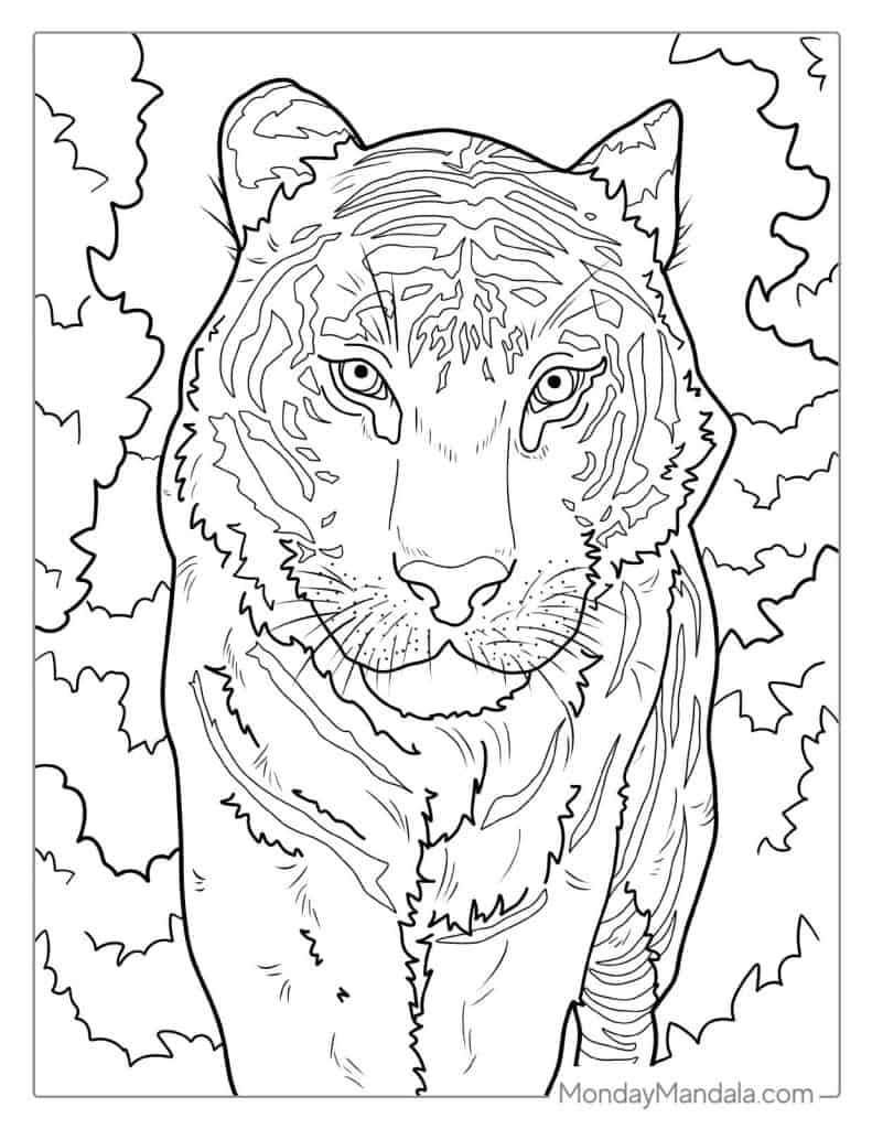 40 Tiger Coloring Pages (Free PDF Printables)