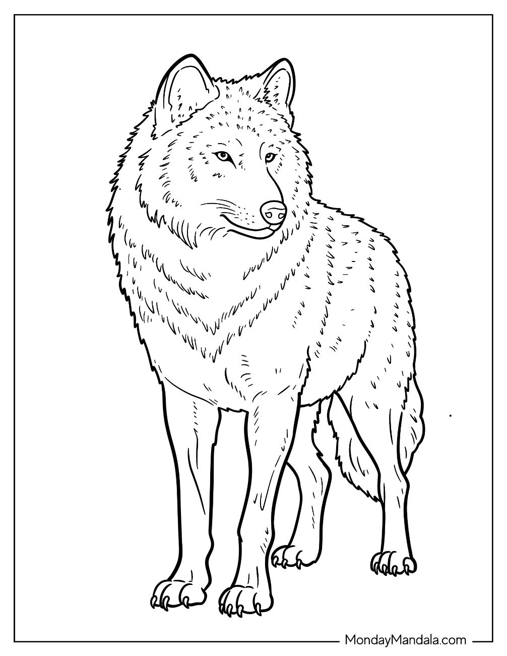 Wolf Coloring Page with Thick Fur and Calm Expression