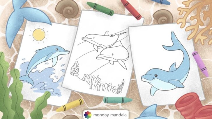 dolphin coloring pages feature image