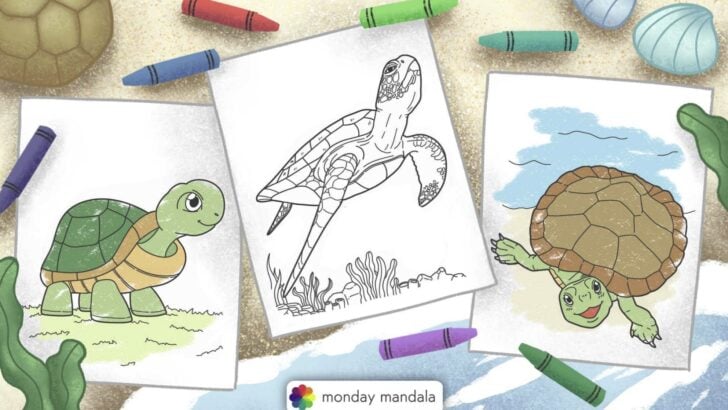 turtle coloring pages feature image
